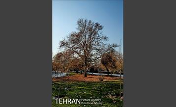 پاییز برفی پارک ملت 23