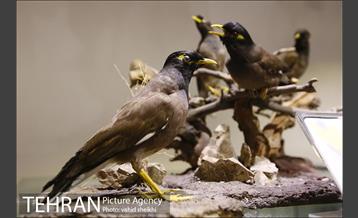 موزه طبیعت و حیات وحش دارآباد 27