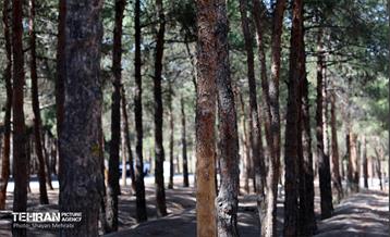 بازدید اصحاب رسانه از روند انجام عملیات احیای چیتگر 28