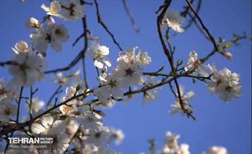 و اینک بهار 1