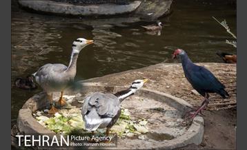 باغ پرندگان تهران 17
