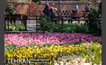 رویش گل های لاله در باغ ایرانی 4