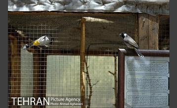 باغ پرندگان تهران 29