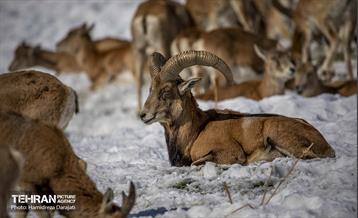 حیات وحش تهران  37