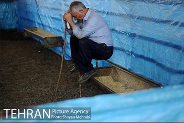 بازدید معاونین شهردار از جایگاه های عرضه دام زنده 14