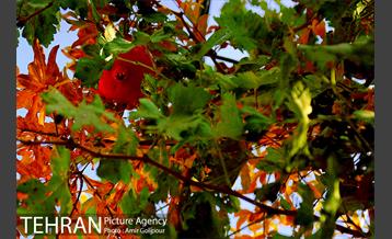گذری در کوچه پس کوچه های محله کن‎ 12