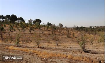 بازدید اصحاب رسانه از روند انجام عملیات احیای چیتگر 39