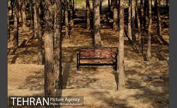 پارک جنگلی چیتگر 11