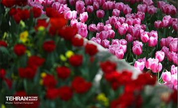 باغ ایرانی میزبان لاله‌ها 14
