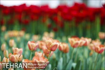 پیاده راه لاله برای مادران 9