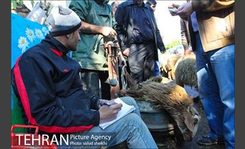 بازار فروش دام در محله طرشت به مناسبت عید قربان 12