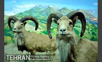 موزه حیات وحش هفت چنار 38