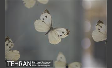 موزه طبیعت و حیات وحش ایران دارآباد‎ 19