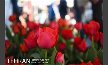 بازار گل شهید محلاتی در آستانه نوروز 5