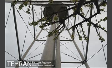 تهران بارانی 11