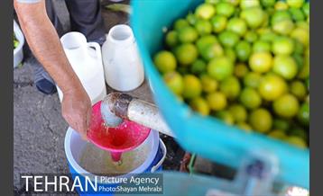 بازار میوه تربار مرکزی 20