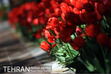 رویش گل های لاله در باغ ایرانی 19