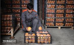 بازدید از سردخانه 3