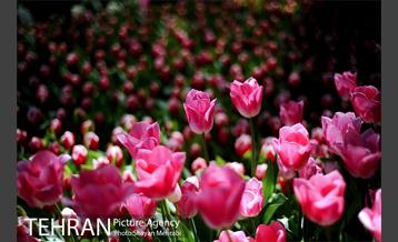 پیاده راه لاله مادران 24