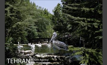 باغ پرندگان تهران 16