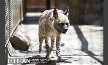 باغ وحش ارم 22