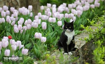 تور عکاسی از باغ ایرانی 5