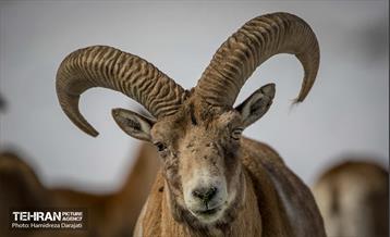 حیات وحش تهران  35