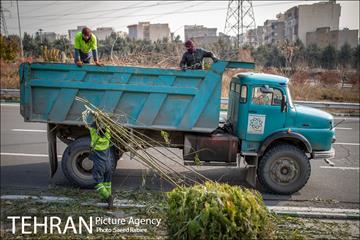 آغاز فصل هرس درختان- 2