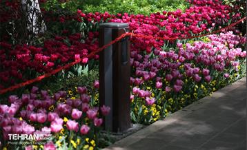 باغ ایرانی میزبان لاله‌ها 13