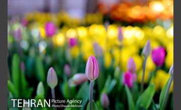 پیاده راه لاله مادران 32