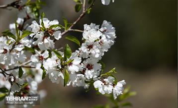 و اینک بهار 4