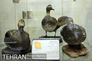 بازدید شهردار بلگراد از موزه طبیعت و حیات وحش دارآباد 2