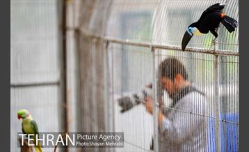 باغ پرندگان 8