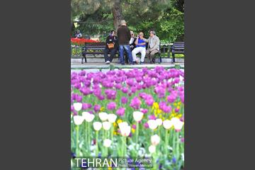رویش گل های لاله در بوستان ملت 24