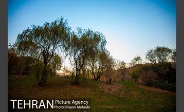 پاییز اراضی عباس آباد 37