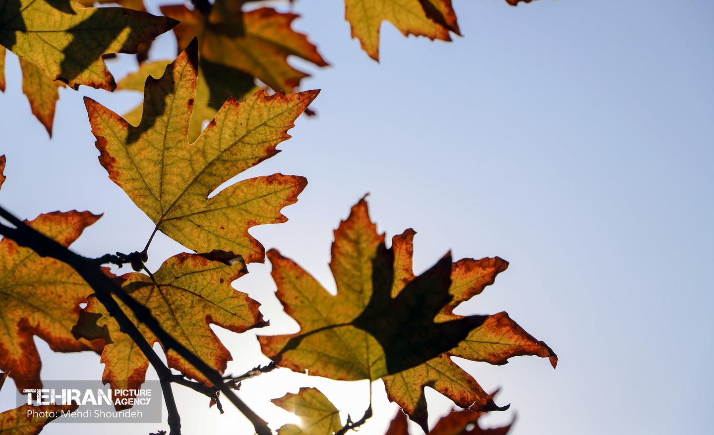 سمفونی رنگ های پاییزی - بوستان اندیشه 16