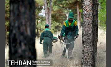 علف زنی بوستانهای تهران برای مقابله با آتش سوزی 19