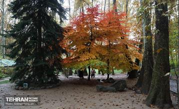 طبیعت پاییزی مجموعه فرهنگی تاریخی سعدآباد  11