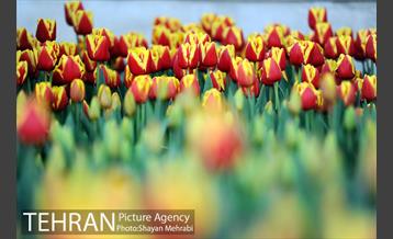 پیاده راه لاله مادران 44