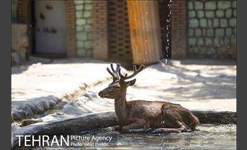 باغ وحش ارم 23