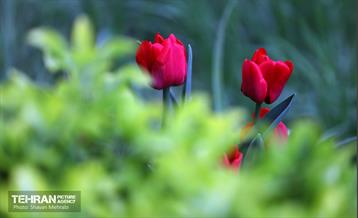 تور عکاسی از باغ ایرانی 4