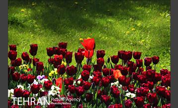 طبیعت بهاری بوستان پلیس  9