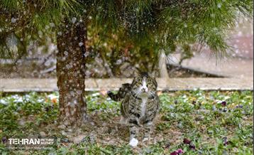 بارش برف زمستانی در منطقه 14