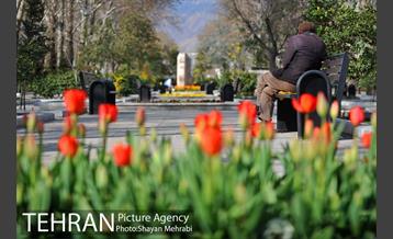 رویش گل های لاله در پارک ملت 18