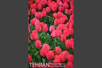 روش گل های لاله در باغ ایرانی 17