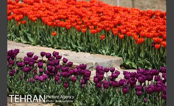 باغ گل لاله های ایرانی در بوستان آبشار تهران‎ 19