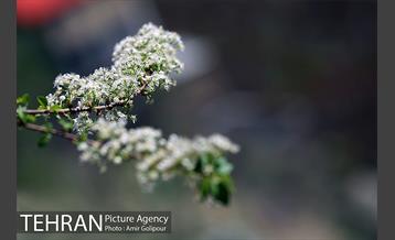 شکوفه های بهاری 4