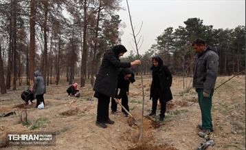 کاشت 2000 نهال مثمر در بوستان جنگلی چیتگر 40