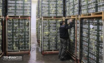 بازدید از سردخانه 12