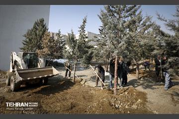 جابجایی اصولی 106 اصله درخت در منطقه 5 شهرداری 13
